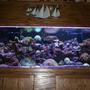 300 gallons reef tank (mostly live coral and fish) - 300 Gallon Acrylic Reef Tank. 1Year Old