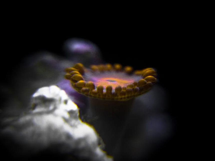Rated #13: Corals Inverts - Zoanthus Sp. - Bam Bam Orange Zoanthid Stocking In 90 Gallons Tank - Bam Bam orange Zoanthid
