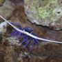 corals inverts - panulirus vesicolor - spiny lobster, blue stocking in 300 gallons tank - Evil Blue Lobster...