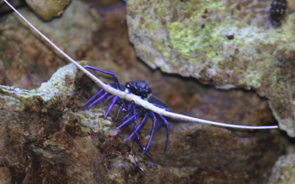 corals inverts - panulirus vesicolor - spiny lobster, blue stocking in 300 gallons tank - Evil Blue Lobster...