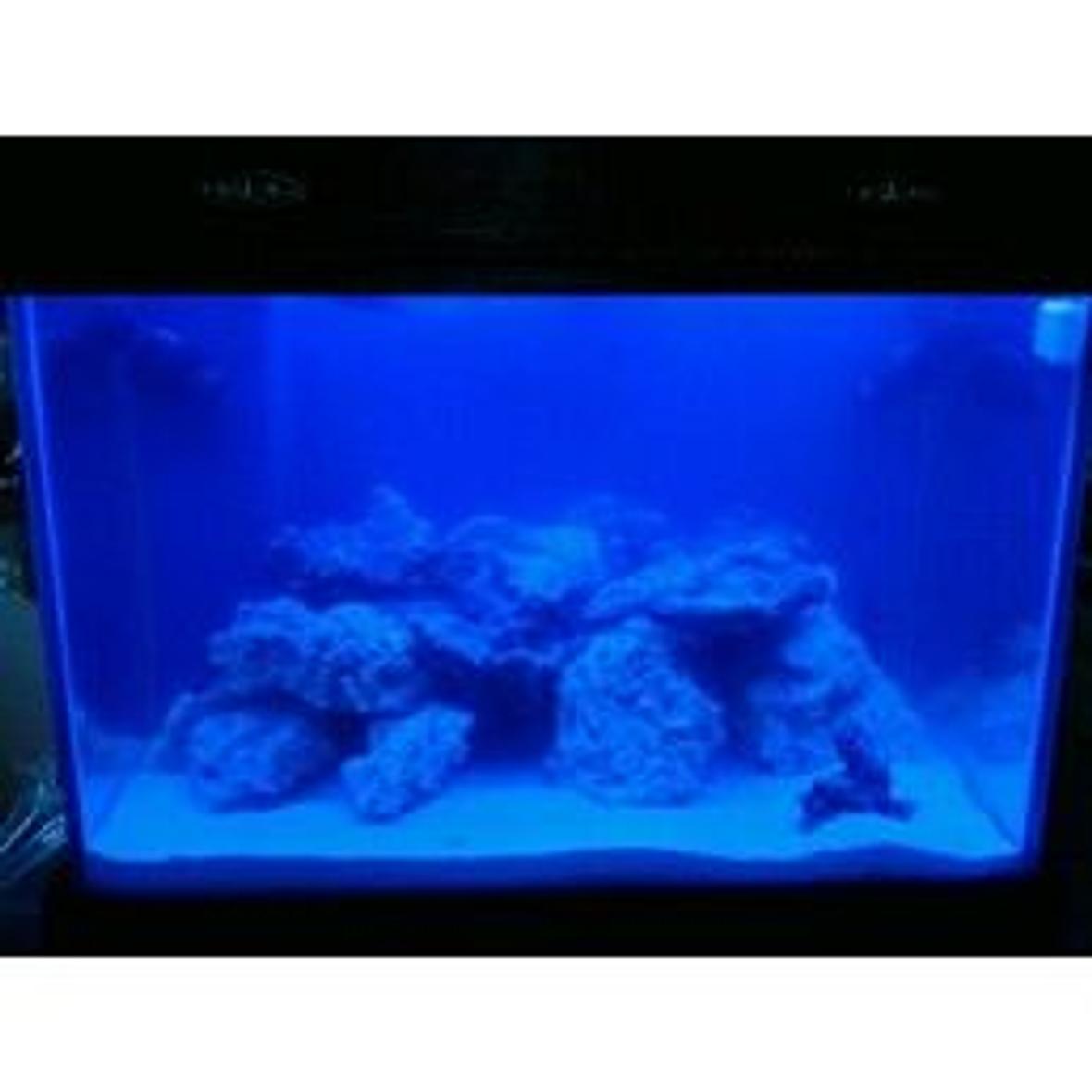 fish tank picture - VHO LIGHTS