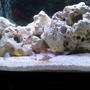 36 gallons freshwater fish tank (mostly fish and non-living decorations) - close up of some of the fish in my tank now ive orderd a new back ground for the tank will upload when done. only had chiclids in for one week now so tank still needs work look forward to advise and coments