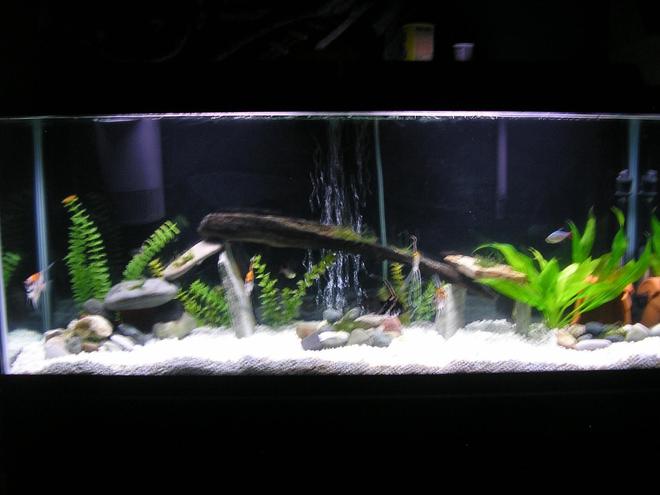 55 gallons freshwater fish tank (mostly fish and non-living decorations) - 55 gallon tank 5 angelfish,4columbian tetra,1rainbowshark,1pleco
