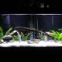 55 gallons freshwater fish tank (mostly fish and non-living decorations) - 55 gallon tank 5 angelfish,4columbian tetra,1rainbowshark,1pleco