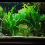 20 gallons planted tank (mostly live plants and fish) - 100 litre tank, heavily planted primarily set up for 3 pairs of Apistogramma. Also home to pair of Ancistrus. Bog wood and plants all real - six caves, subtrate is a mix of aquarium sand and coral sand (to buffer).