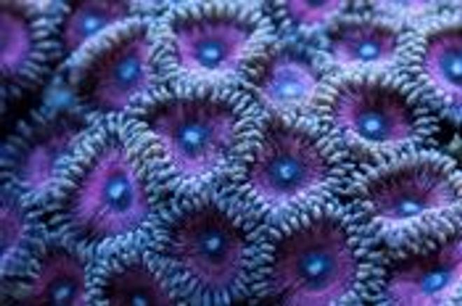 corals inverts - zoanthus sp. - day dream polys stocking in 55 gallons tank - just a random picture...