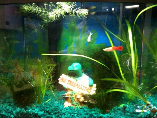 3 gallons planted tank (mostly live plants and fish) - my 3 gallon