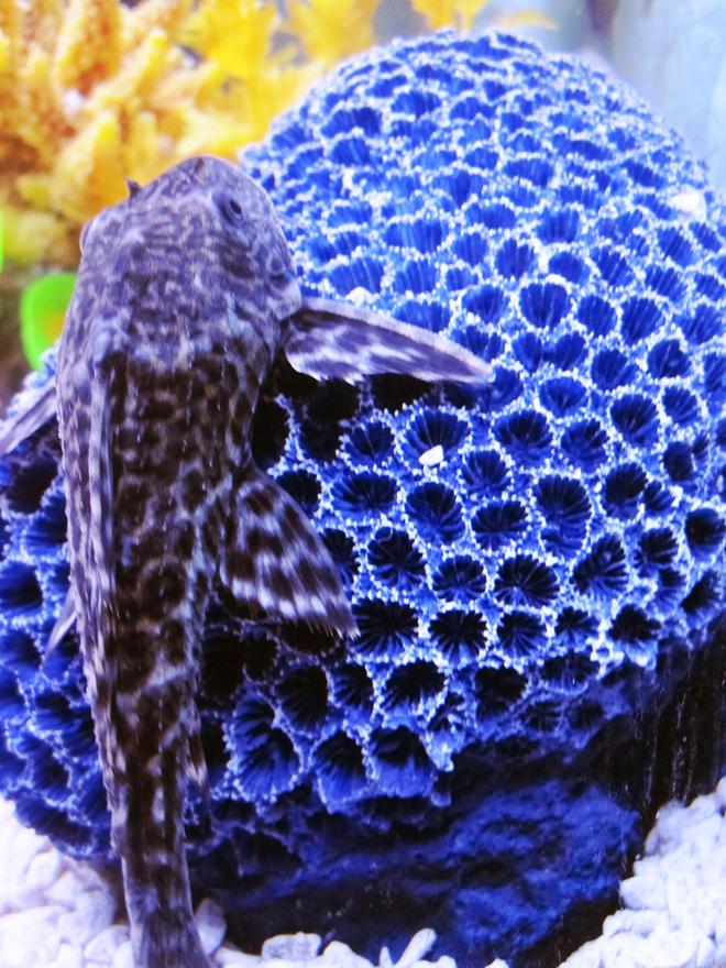 freshwater fish - hypostomus punctatus - common pleco stocking in 75 gallons tank