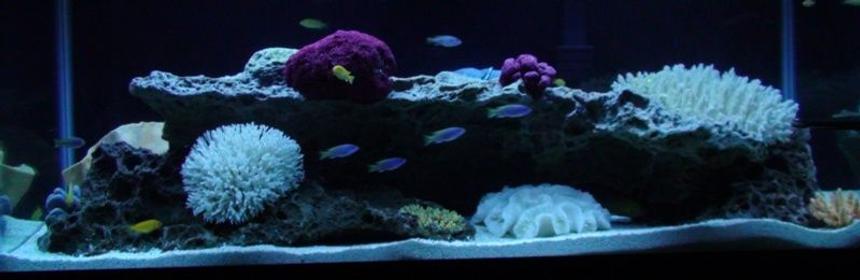 Rated #98: 75 Gallons Freshwater Fish Tank - My first fish tank.