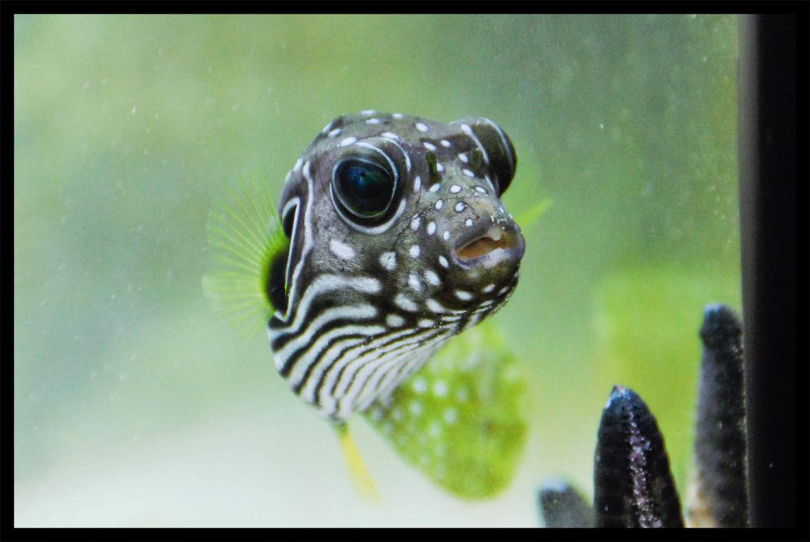 saltwater fish - arothron hispidus - stars and stripes puffer stocking in 90 gallons tank - puffy stars and stripes puffer