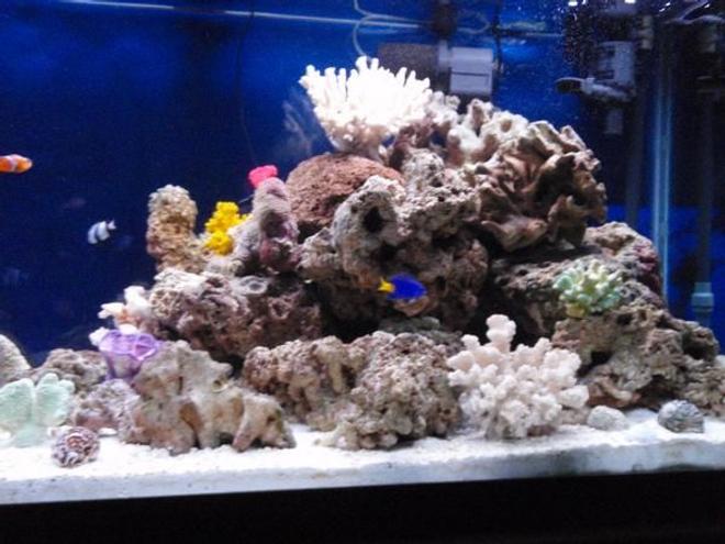 90 gallons reef tank (mostly live coral and fish) - right side
