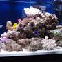 90 gallons reef tank (mostly live coral and fish) - right side