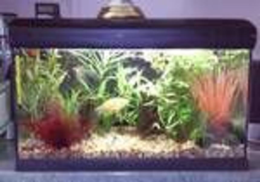 Rated #212: 12 Gallons Planted Tank - Small is beautiful