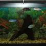 120 gallons freshwater fish tank (mostly fish and non-living decorations) - My 120 gallon african cichlid tank
