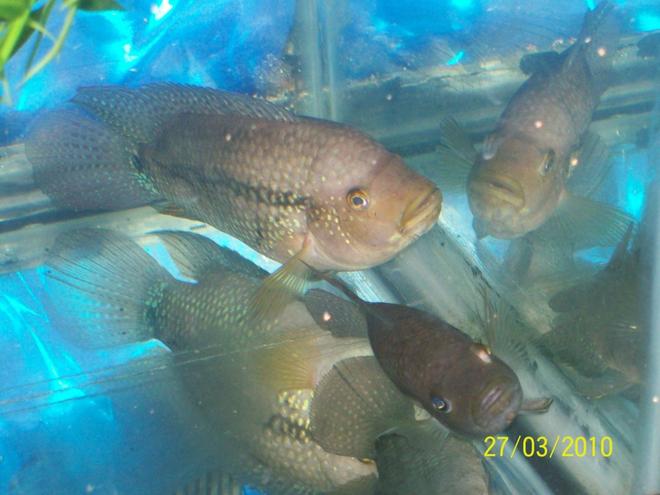 freshwater fish - nandopsis octofasciatum - jack dempsey stocking in 55 gallons tank - Ugly Ugly Jacks just sitting talking to them selves