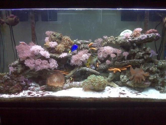 75 gallons reef tank (mostly live coral and fish) - Trying to let the ecosystem develop as naturally as possible.  Simplest of tank designs, 75 gallon tank with 2 hang on the back Aqueon 40 filters, 2 T-5 coralif combo lights, 2 Koralia #2 powerheads.  This tank has been up and running for 1 1/2 years.