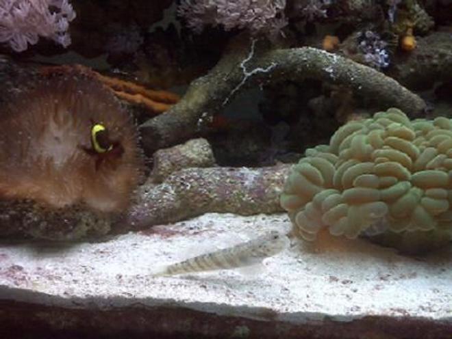 corals inverts - plerogyra sinuosa - bubble coral, green stocking in 75 gallons tank - Maroon clown hosting anemone, pink spot goby showing off, partial green bubble.