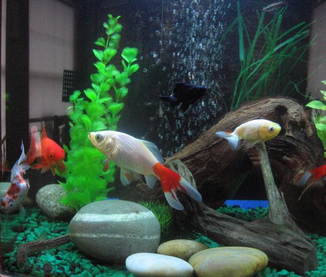 17 gallons freshwater fish tank (mostly fish and non-living decorations) - This is the most recent update of my tank 30/3/2010 It contains fake plants river rocks and bogwood with an air pump connected to an air stone. Fish 6 various goldfish 2 plecos 1 octomus 3weather loaches and 3 white clouds in this community tank, hope you like it! xD.