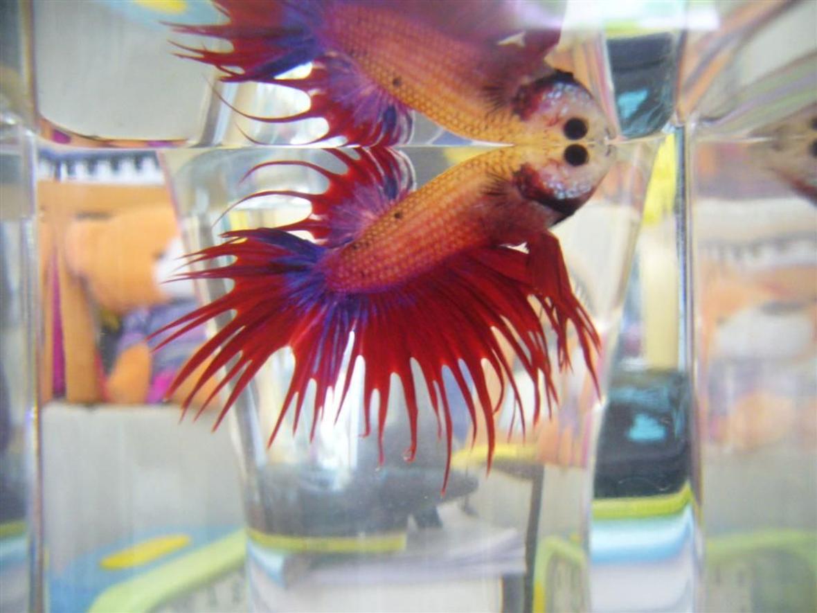 freshwater fish - betta splendens - crown tail betta stocking in 16 gallons tank - My Betta