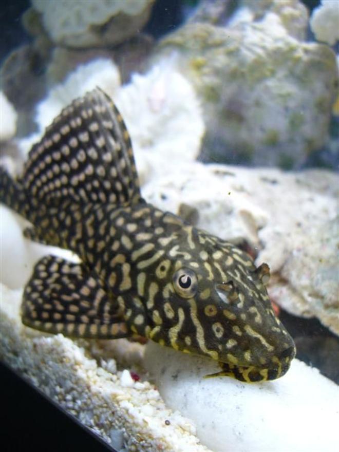 freshwater fish - pterygoplichthys joselimaianus - gold spot pleco (l-001, l-022) stocking in 16 gallons tank