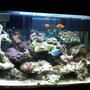 30 gallons saltwater fish tank (mostly fish, little/no live coral) - L-Tank3