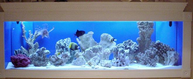 150 gallons saltwater fish tank (mostly fish, little/no live coral) - 150 Gallon FOWLR In Wall Saltwater Tank