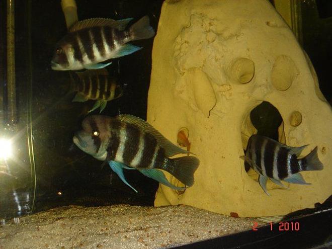 freshwater fish - cyphotilapia frontosa - frontosa cichlid stocking in 75 gallons tank - My Fronts