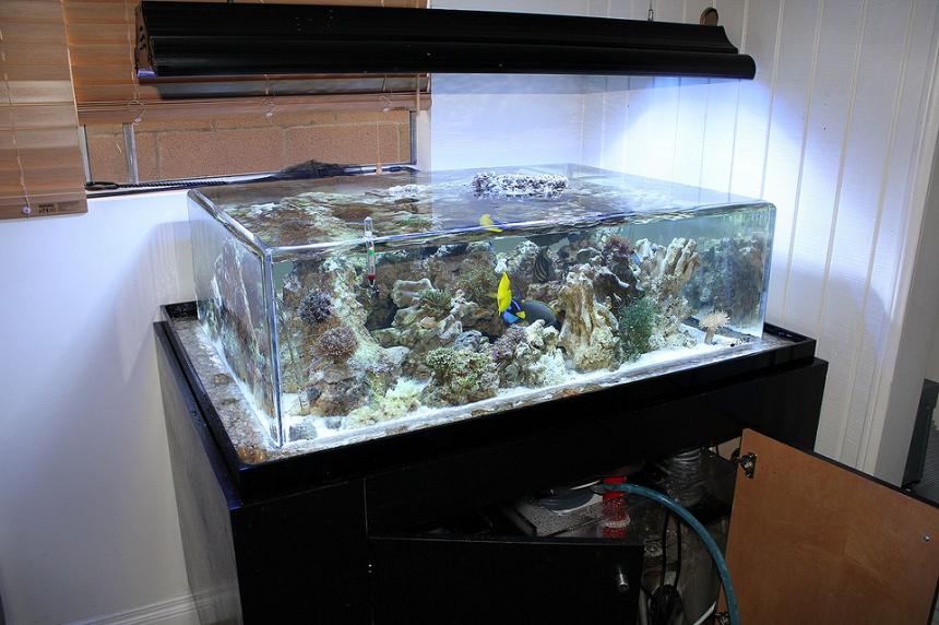 Rated #3: 150 Gallons Saltwater Fish Tank - my tank