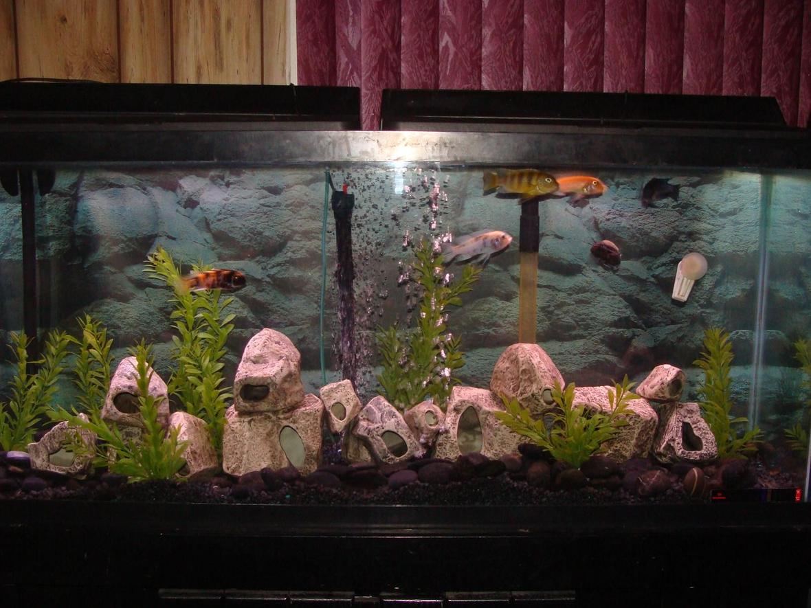 55 gallons freshwater fish tank (mostly fish and non-living decorations) - fish tank