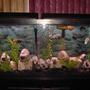 55 gallons freshwater fish tank (mostly fish and non-living decorations) - fish tank