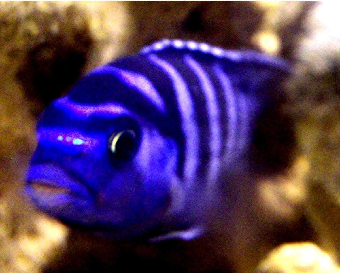 freshwater fish - pseudotropheus demasoni - demasoni cichlid stocking in 55 gallons tank - Pseudotropheus Demasoni