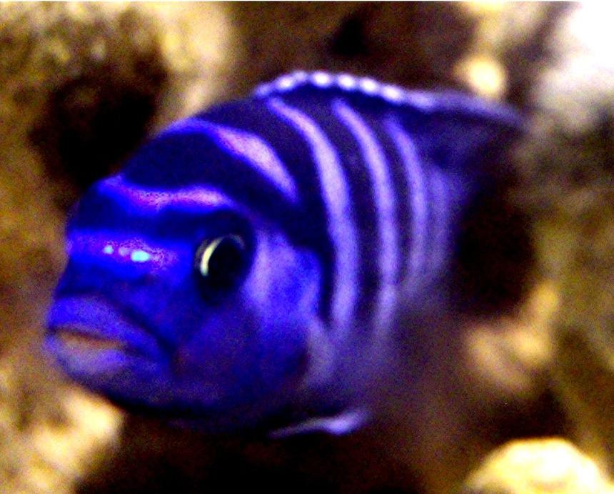 Rated #95: Freshwater Fish - Pseudotropheus Demasoni - Demasoni Cichlid Stocking In 55 Gallons Tank - Pseudotropheus Demasoni