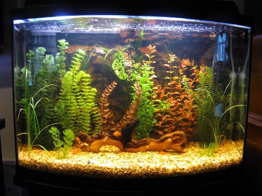 Rated #161: 36 Gallons Freshwater Fish Tank - 36 gallon bow at 3 1/2 weeks