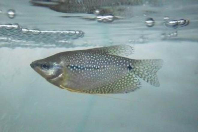 freshwater fish - trichogaster leeri - pearl gourami stocking in 18 gallons tank - male pearl gourami.............bush