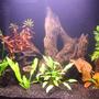 20 gallons planted tank (mostly live plants and fish) - My tank after a couple of months - I think it's going through a second cycle.