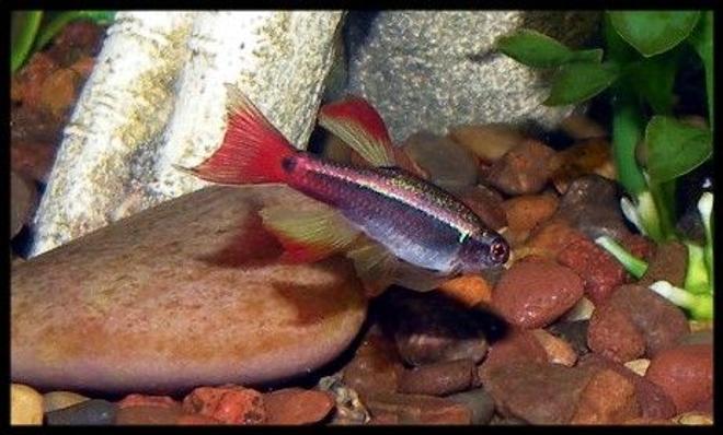 freshwater fish - tanichthys albonubes - long fin white cloud stocking in 30 gallons tank - Long Finned White Cloud