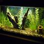 fish tank picture - 30 gallon long freshwater tank