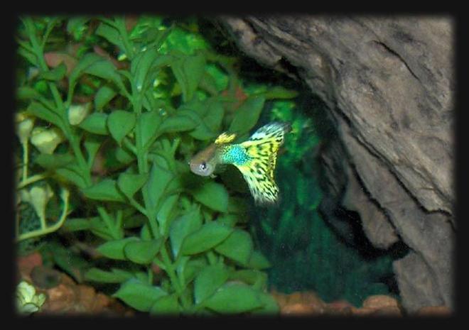 freshwater fish - poecilia reticulata - lemon cobra guppy stocking in 30 gallons tank - Guppy