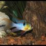 freshwater fish - papiliochromis ramirezi - german blue ram stocking in 30 gallons tank - German Blue Ram