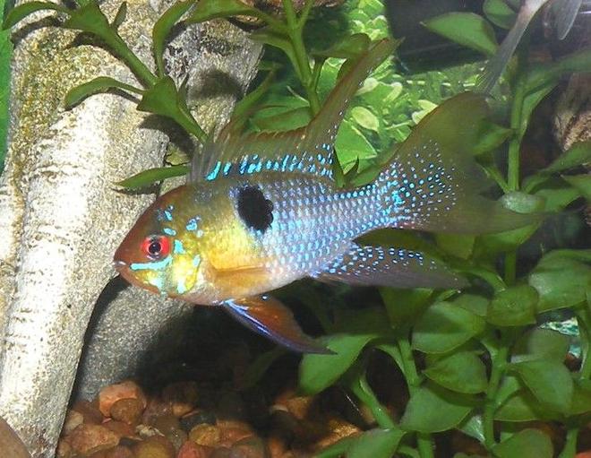 freshwater fish - papiliochromis ramirezi - german blue ram stocking in 30 gallons tank - German Blue Ram