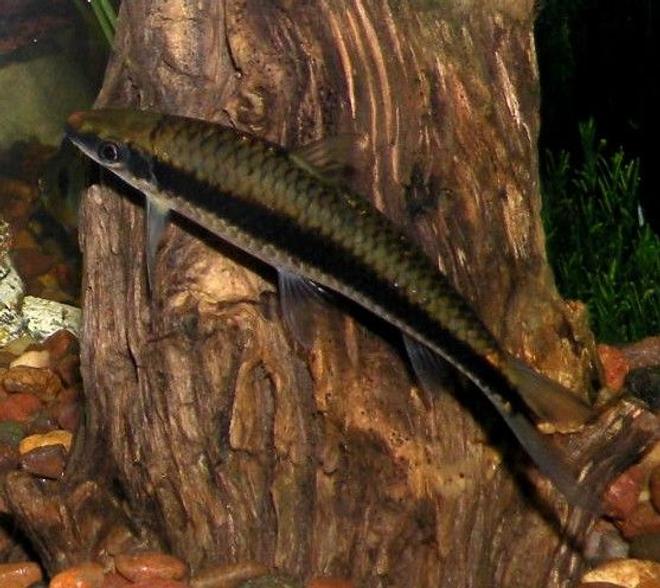 freshwater fish - crossocheilus siamensis - siamese algae eater stocking in 30 gallons tank - Siamese Algae Eater