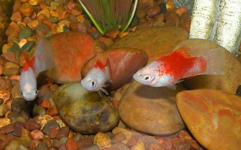 freshwater fish - xiphophorus maculatus - platy stocking in 30 gallons tank - Platys
