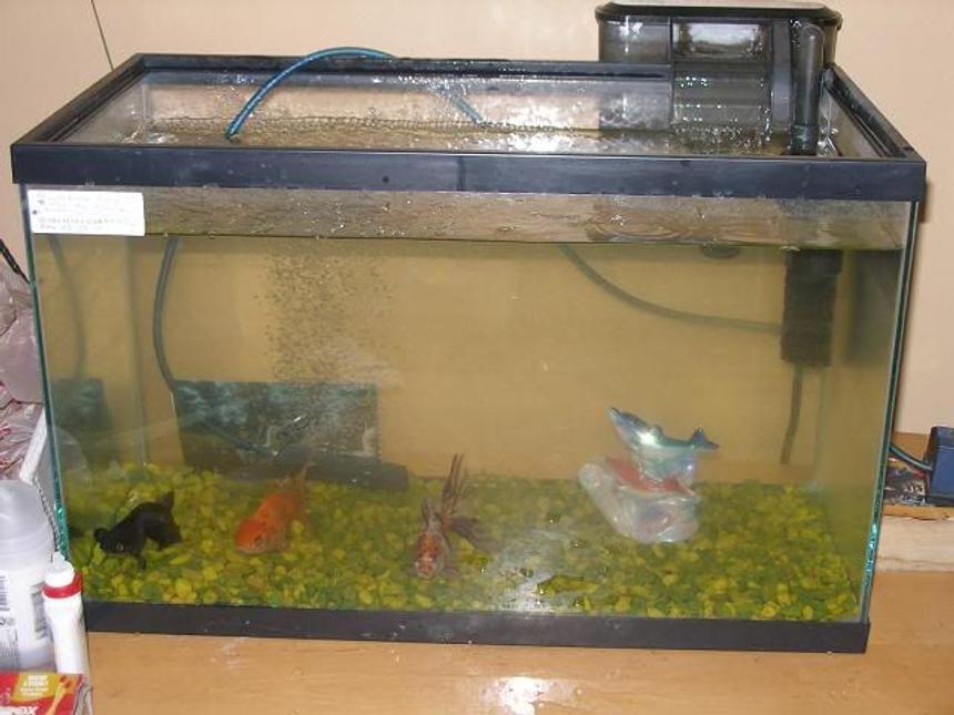 Rated #388: 10 Gallons Freshwater Fish Tank - my beuytiful tank with my 3 favrite guys aahaha.