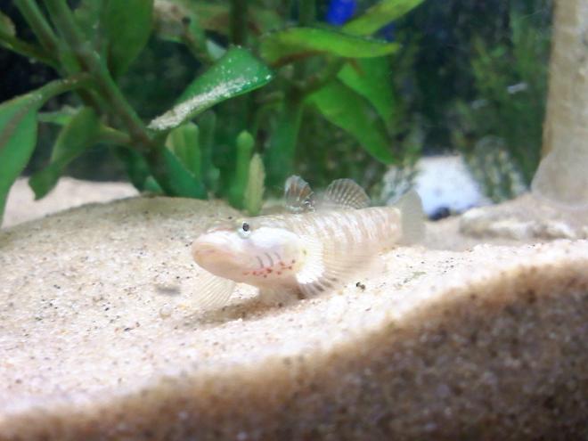 saltwater fish - cryptocentrus leptocephalus - pink spotted watchman goby stocking in 14 gallons tank - Chinese River Goby.