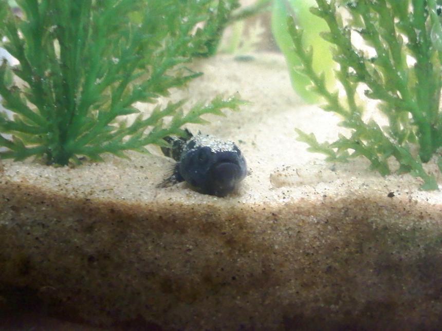 Rated #62: Freshwater Fish - Gobioides Broussonnetii - Prehistoric Dragon Goby Stocking In 14 Gallons Tank - Goby a bit miffed at sand settling on his head after cleaning.