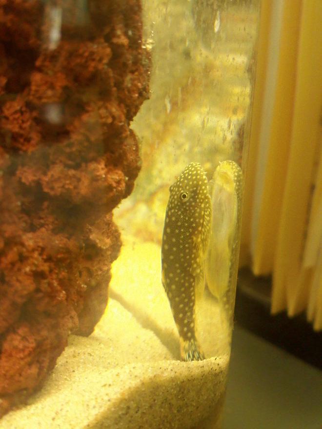 freshwater fish - beaufortia kweichowensis - butterfly hillstream loach stocking in 14 gallons tank - Hillstream loach / Borneo Sucker