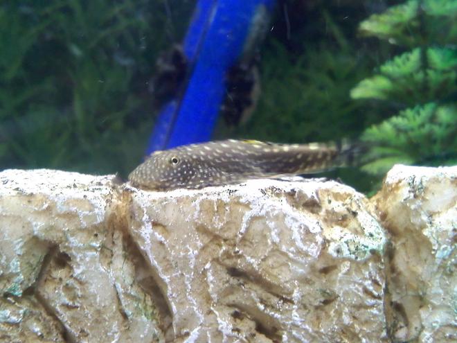 freshwater fish - beaufortia kweichowensis - butterfly hillstream loach stocking in 14 gallons tank - Hillstream Loach / Borneo Sucker doing his job.