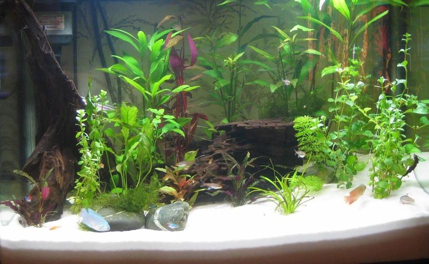 Rated #129: Planted Tank - 90 litre planted tank

7 Ember tetras
5 Glowlight tetras
4 Neon tetras
2 Dwarf gouramis
3 Julii catfish
1 Upside-don catfish

Ambulia, Borneo sword, Ludwigia, Hygrophilia, Dwarf Sagittarius, Baby's tears, Java Moss, Lysamachia, Alteranthera Rosaefolia

Driftwood, white silica, JBL substrate