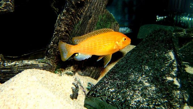 freshwater fish - pseudotropheus estherae - red zebra cichlid stocking in 90 gallons tank - Red Zebra