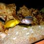 freshwater fish - labidochromis caeruleus - electric yellow cichlid stocking in 90 gallons tank - Labidochromis Caeruleus liplocking with Tropheops red fin Kakusa, both juvenille fish